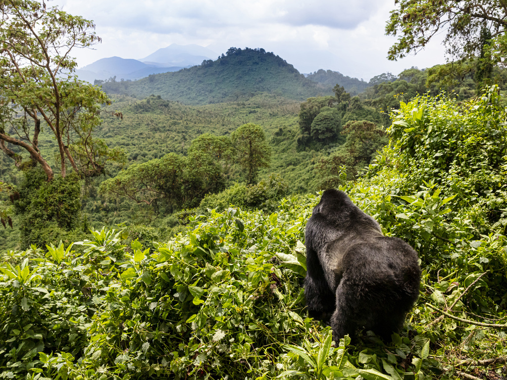 Rwanda and Tanzania Wildlife Adventure