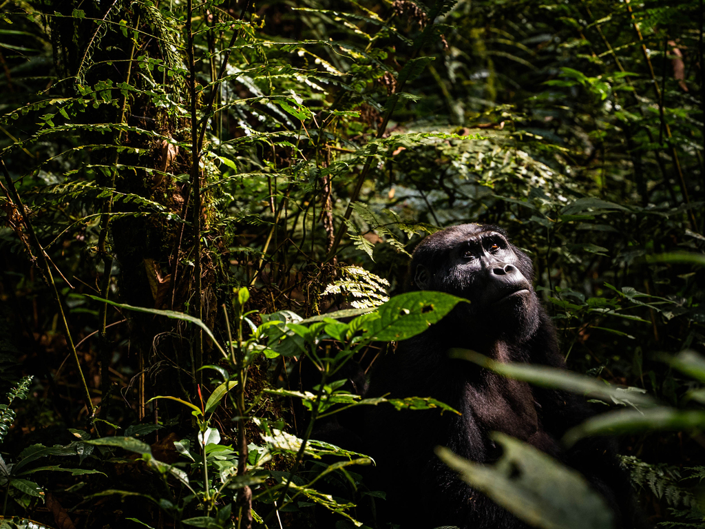Uganda: Gorilla Trekking and Safari Adventure