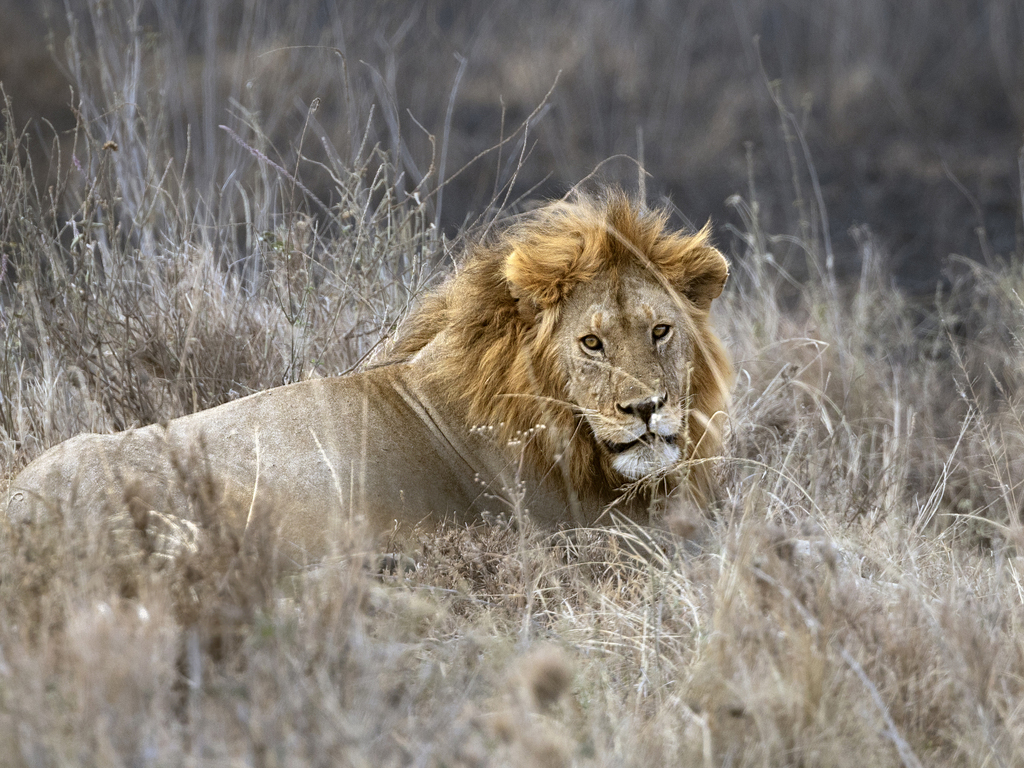 Kenya and Tanzania Safari: A Private Journey