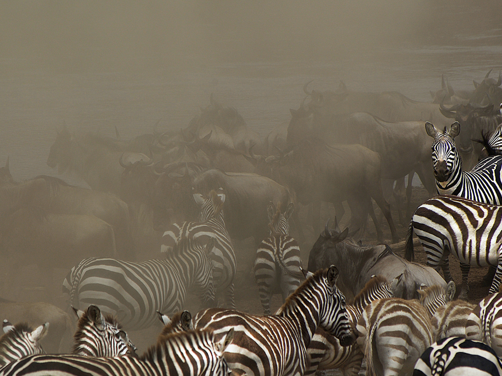 Ultimate Great Migration Safari: A Private Journey
