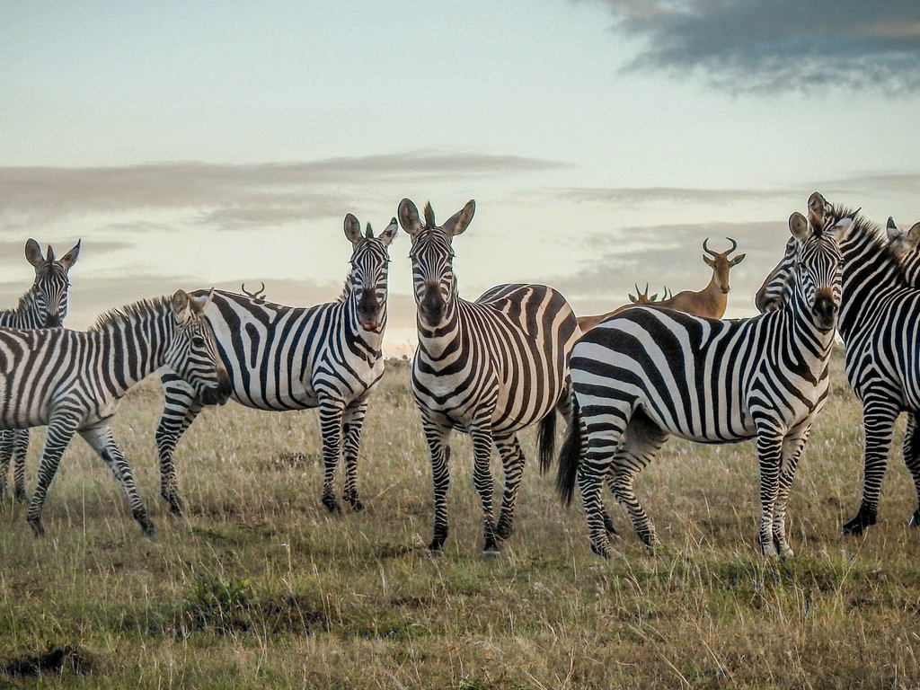 East Africa by Private Air