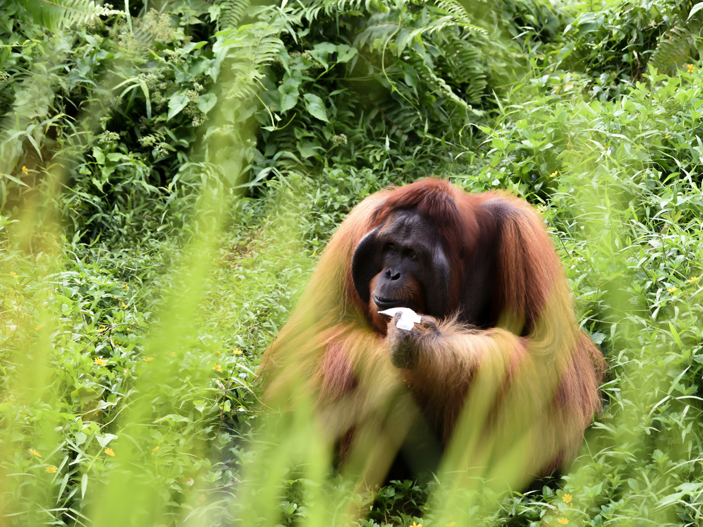 Borneo: Land of the Orangutan