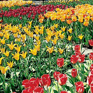 Holland, Luxembourg & Belgium