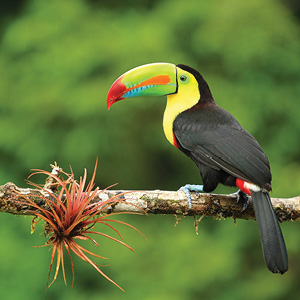 Independent Costa Rica Wonders With Tortuguero & Guanacaste