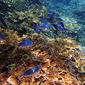 Independent Great Barrier Reef & Sydney With Fiji