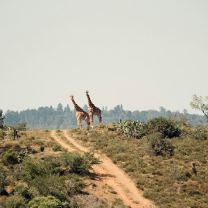 East Africa Private Safari With Nairobi & Zanzibar