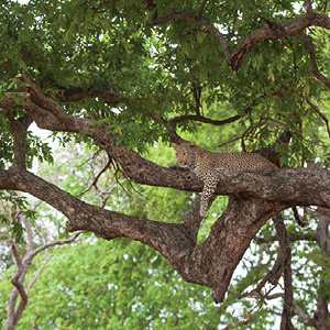 Independent South African Sojourn