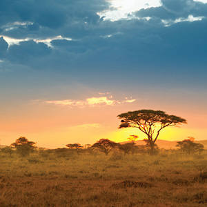 Tanzania Private Safari