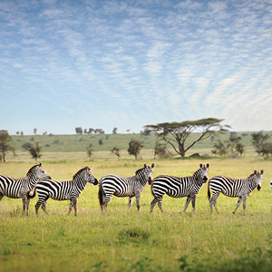 Tanzania Private Safari With Zanzibar