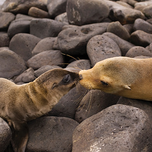 Independent Galapagos At The Finch Bay Resort & Peru