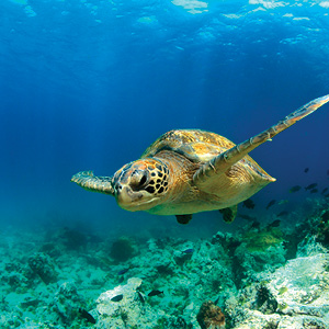 Independent Galapagos At The Finch Bay Resort & Peru With Ecuador's Amazon