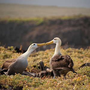 Independent Galapagos At The Finch Bay Resort
