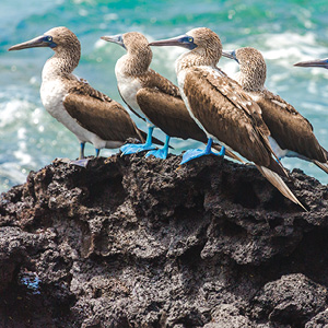 Independent Galapagos At The Finch Bay Resort With Ecuador's Amazon