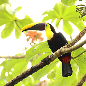 Costa Rica Escape With Tortuguero