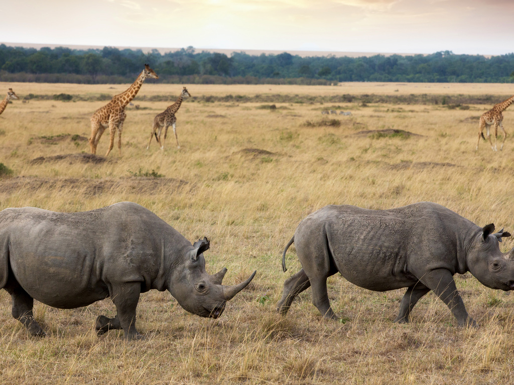 Ultimate Kenya Safari