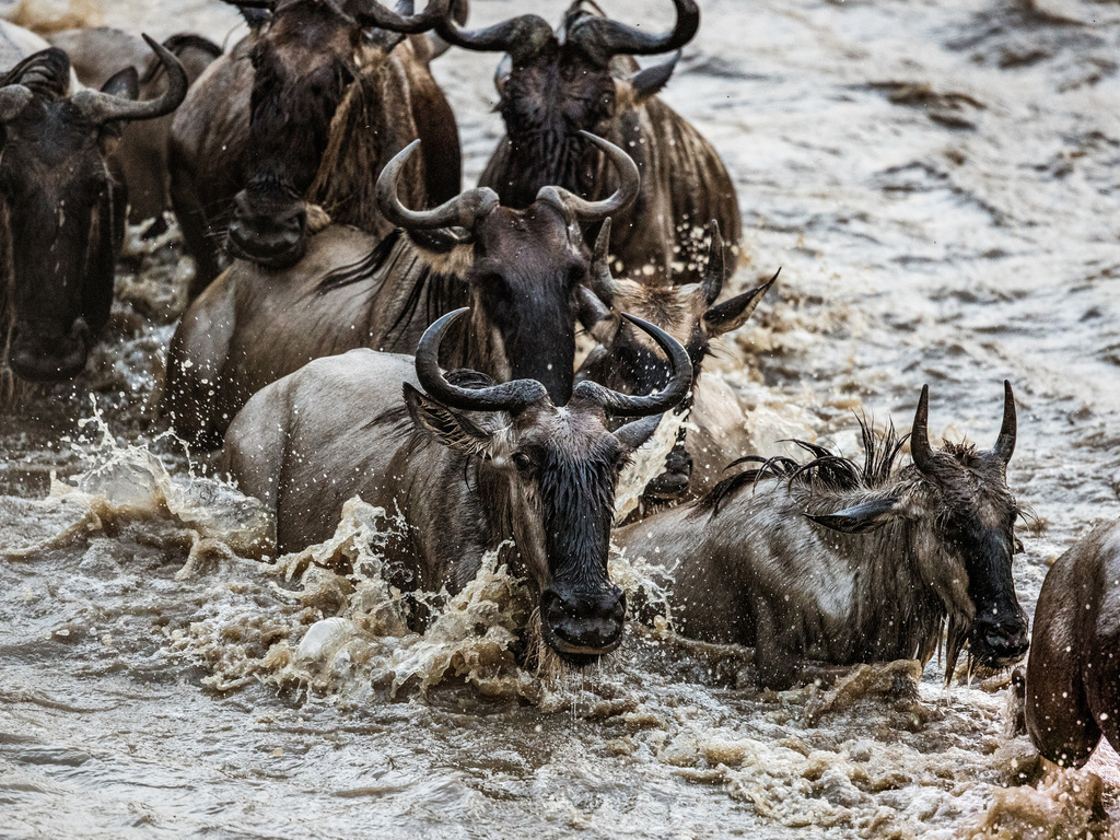 Kenya and Tanzania: Epic Great Migration Safari