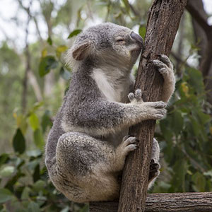 Great Sights Of Australia