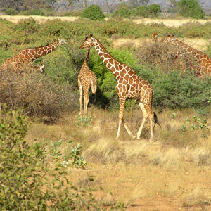 Kenya & Tanzania: The Safari Experience
