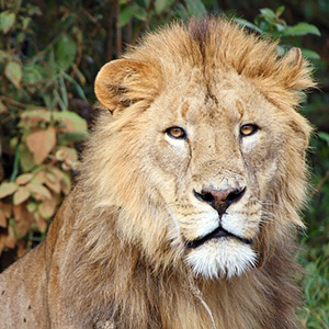 Kenya & Tanzania: The Safari Experience With Nairobi