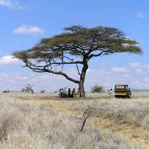 Kenya: A Classic Safari