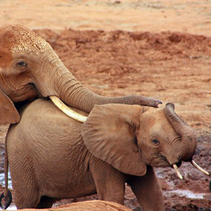 Kenya: A Classic Safari With Nairobi