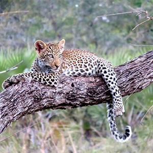 Tanzania: The Serengeti & Beyond With Serengeti Extended Stay