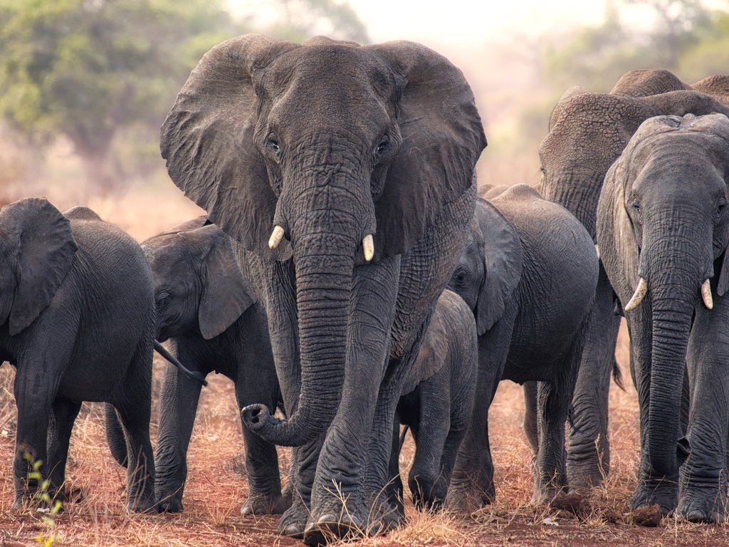 South Africa and Victoria Falls