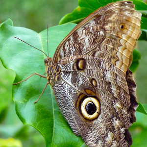 South American Odyssey With Amazon & Easter Island