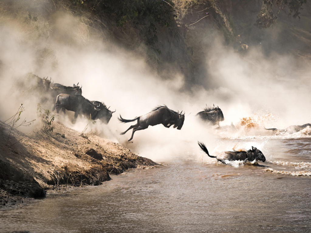 Ultimate Great Migration Safari