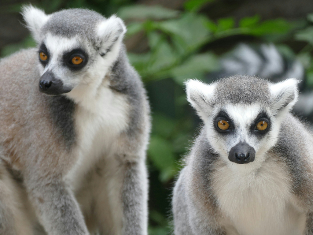 Natural Wonders of Madagascar