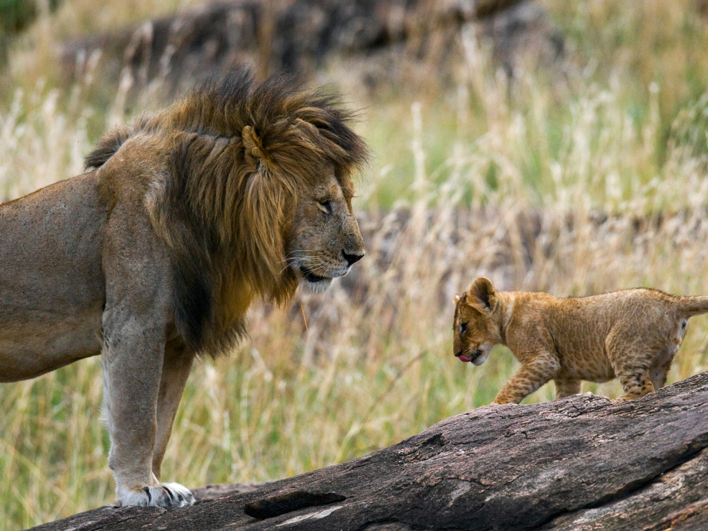 Family Safari in Kenya and Tanzania