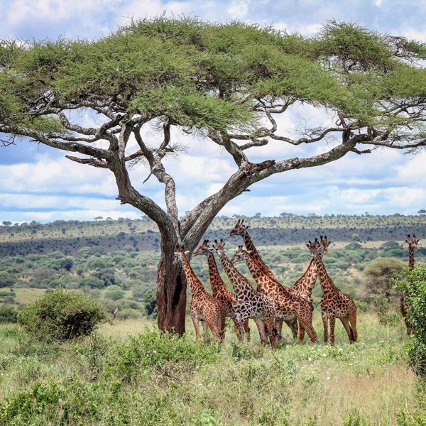 Kenya & Tanzania Safari Adventure