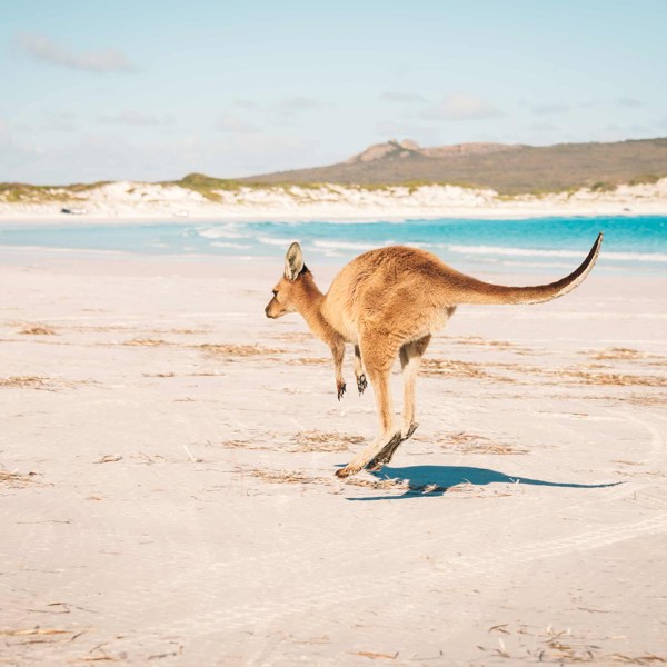 Australian Highlights