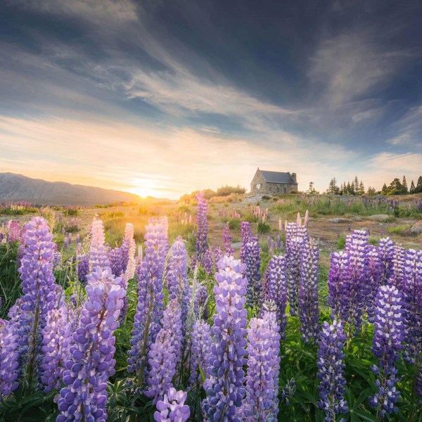 Contrasts of Australia and New Zealand
