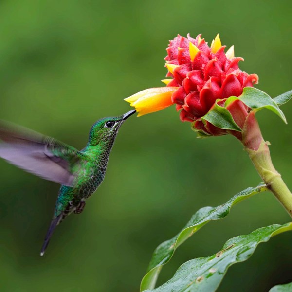 Costa Rica Nature Adventure with Guanacaste