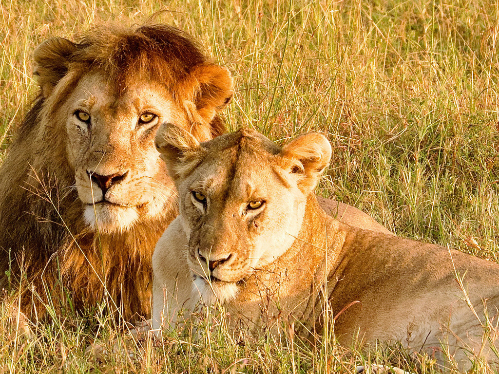 Ultimate Tanzania Safari