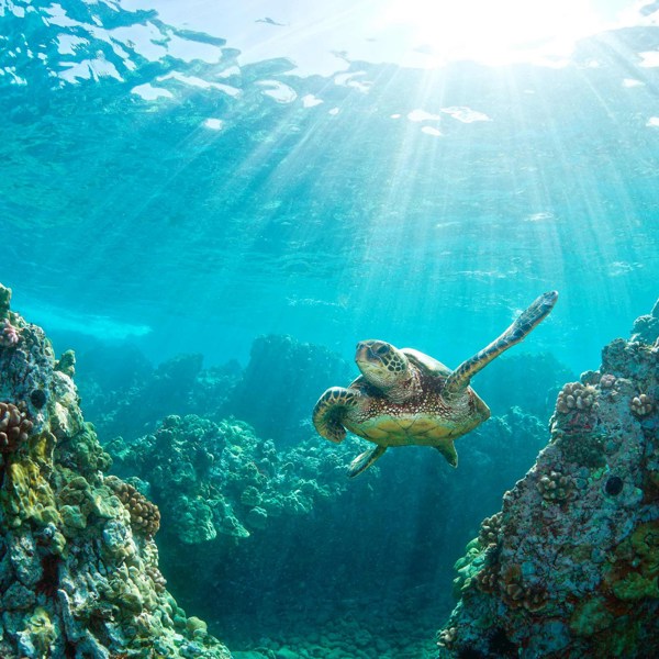 Hawaiian Discovery First Class