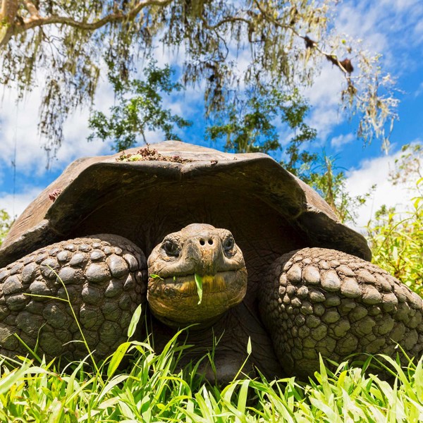 Highlights of Peru with Galápagos Legend North and Central Cruise