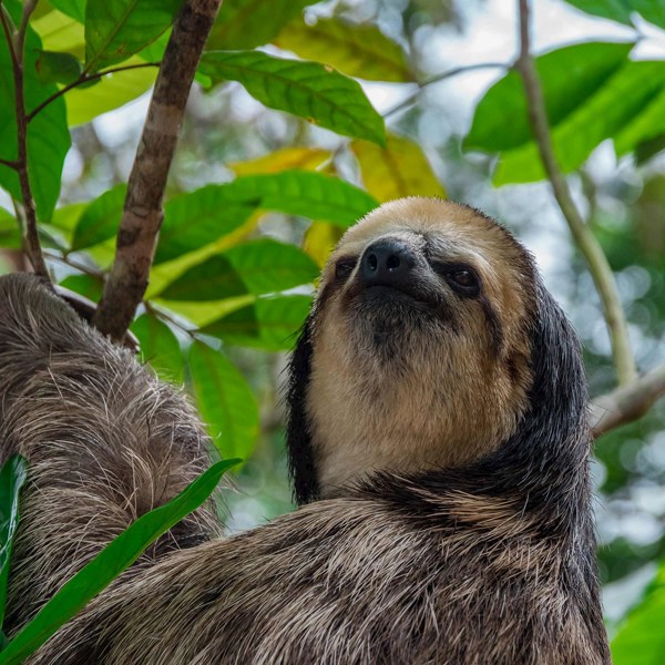 Highlights of Peru with Peruvian Amazon