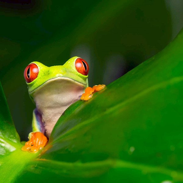 Land of the Incas with Peruvian Amazon