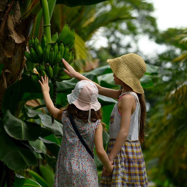 Monkeys, Jungles and Volcanoes