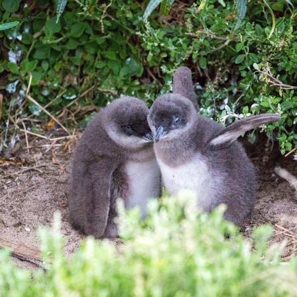 Southern Capitals - City Meets Bush