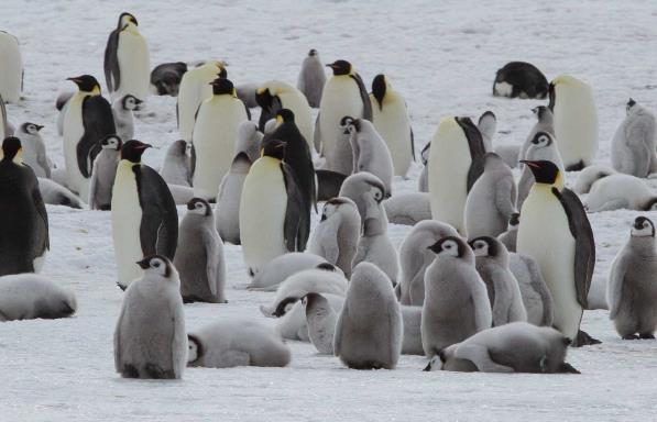Antarctica - Emperors & Snow Hill Island - Helicopters
